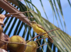  Animaux Nature en Colombie