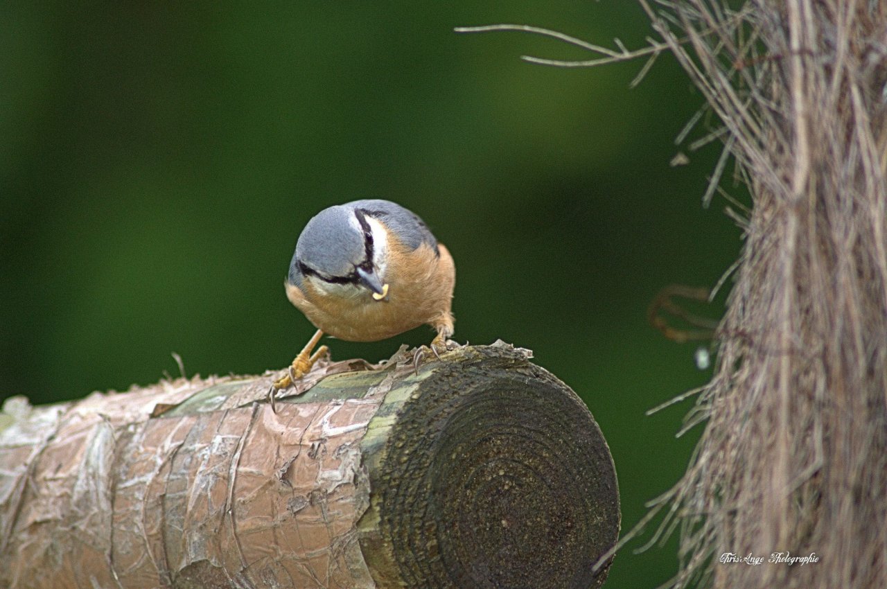 Fonds d'cran Animaux Oiseaux - Divers oiseaux