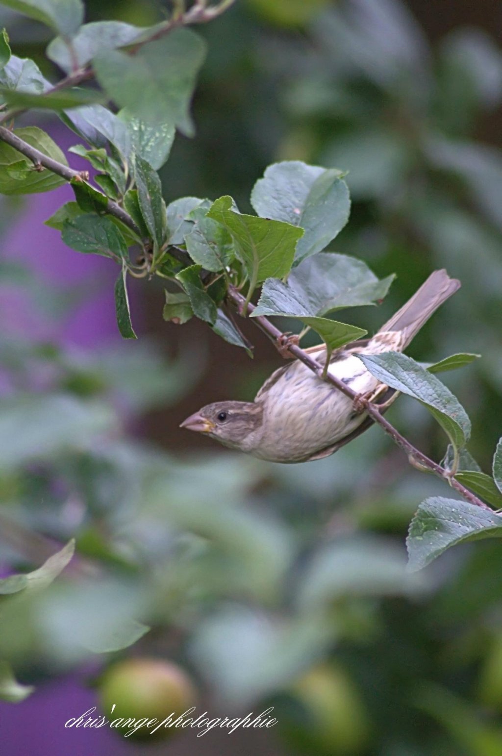 Fonds d'cran Animaux Oiseaux - Divers animaux et fleurs