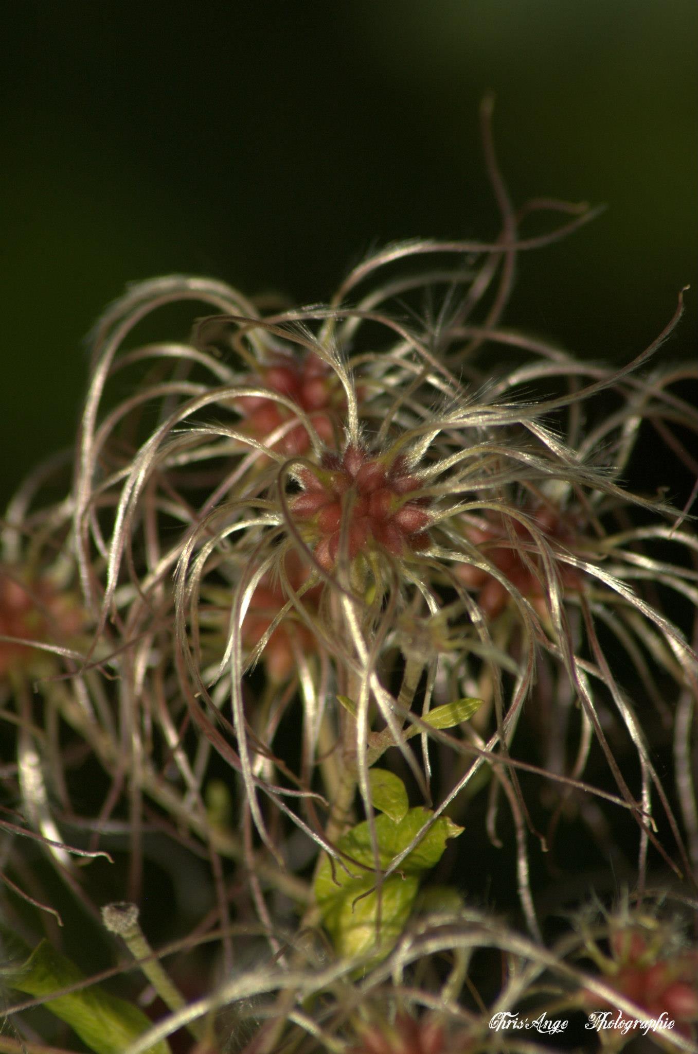 Wallpapers Nature Flowers animaux et fleurs