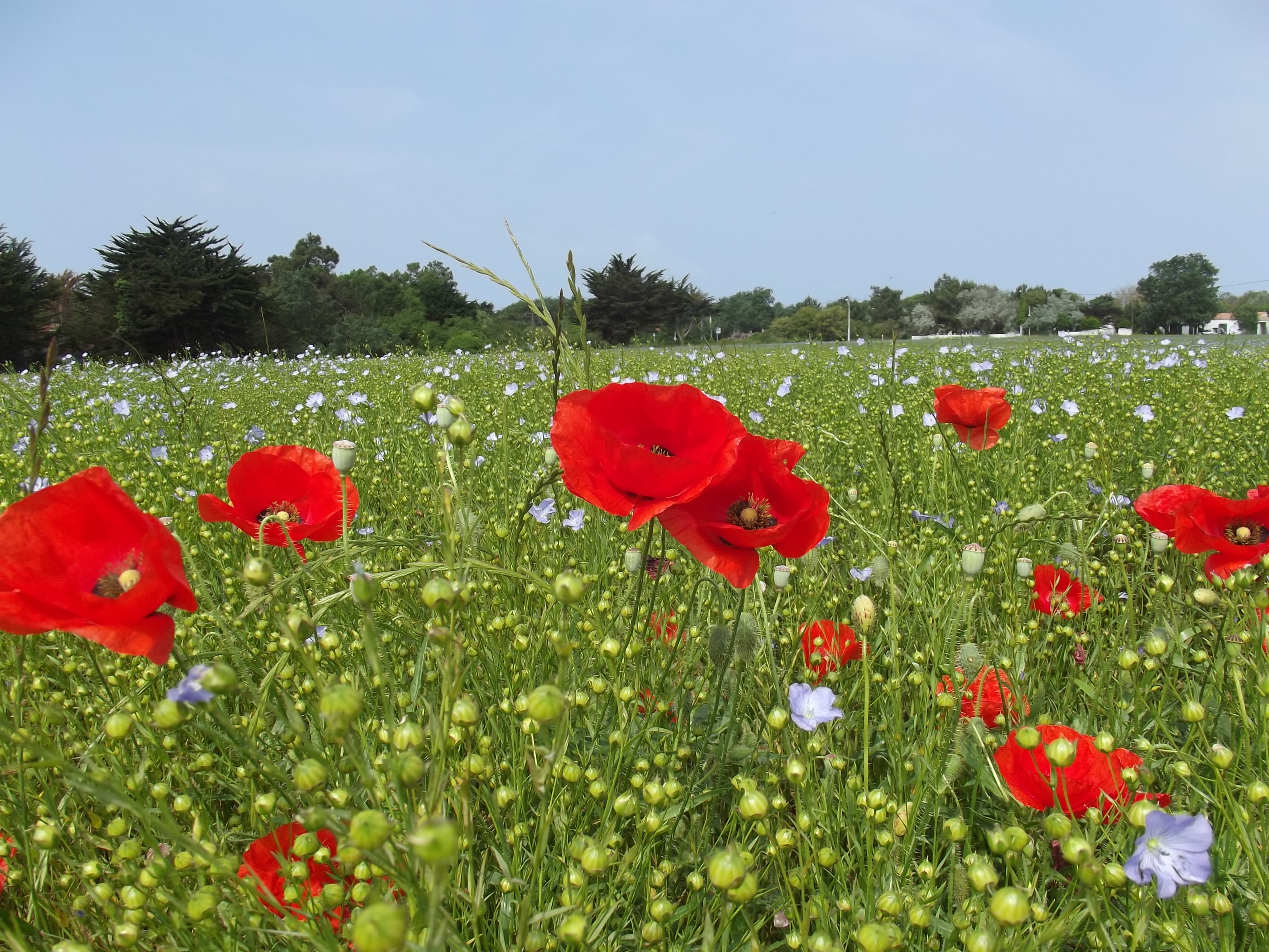 Wallpapers Nature Fields prairie sauvage