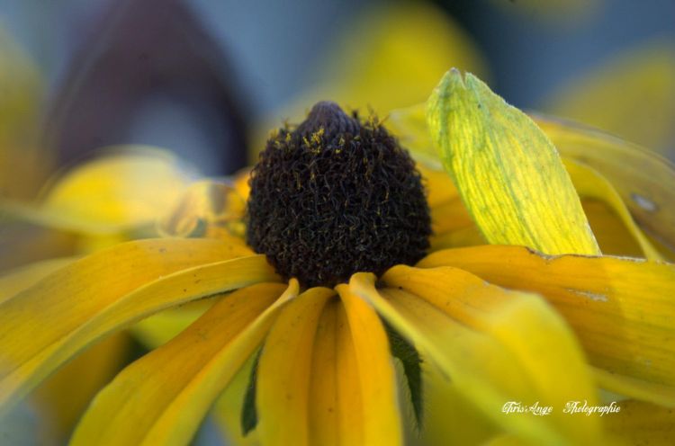 Fonds d'cran Nature Fleurs animaux et fleurs