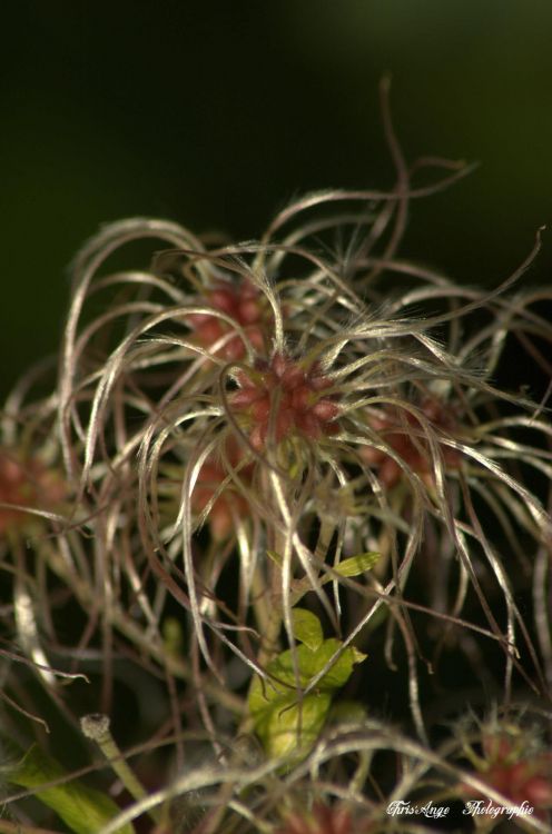 Fonds d'cran Nature Fleurs animaux et fleurs