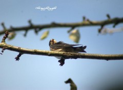  Animaux Image sans titre N323573