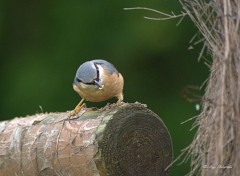  Animals oiseaux