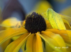  Nature animaux et fleurs