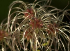  Nature animaux et fleurs