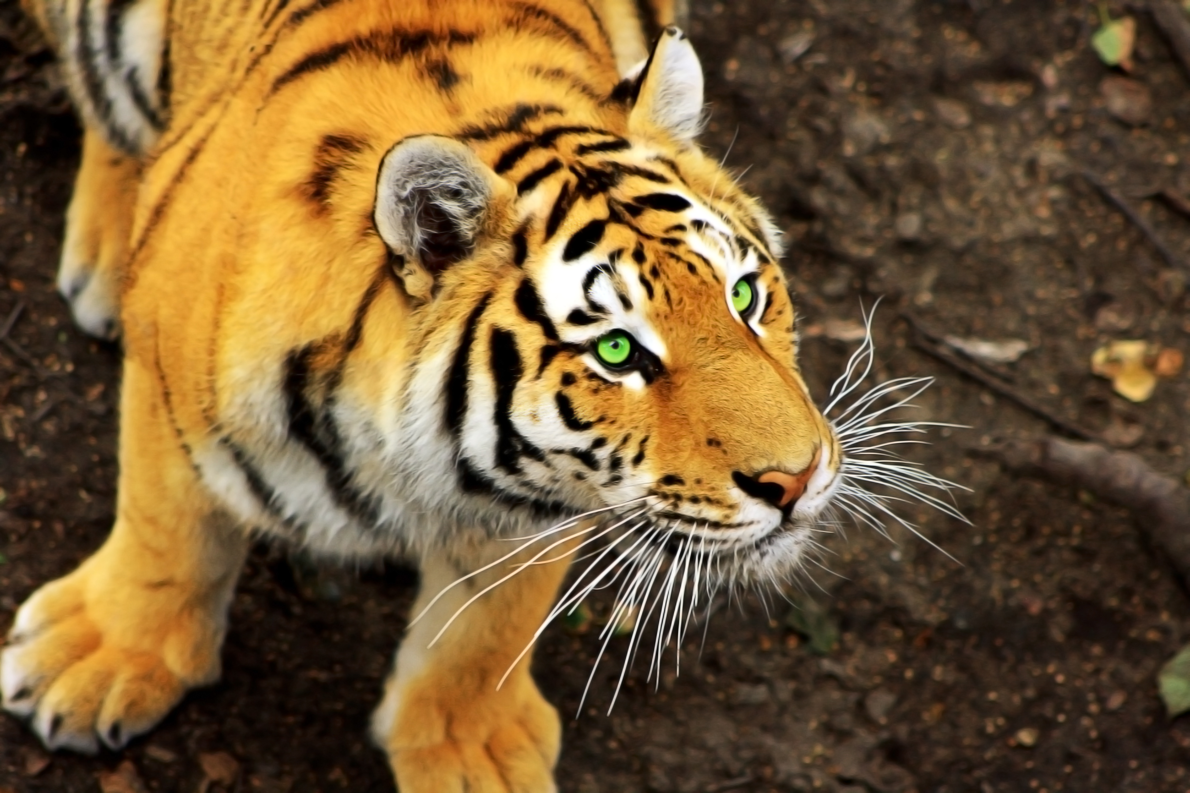 Wallpapers Animals Felines - Tigers 