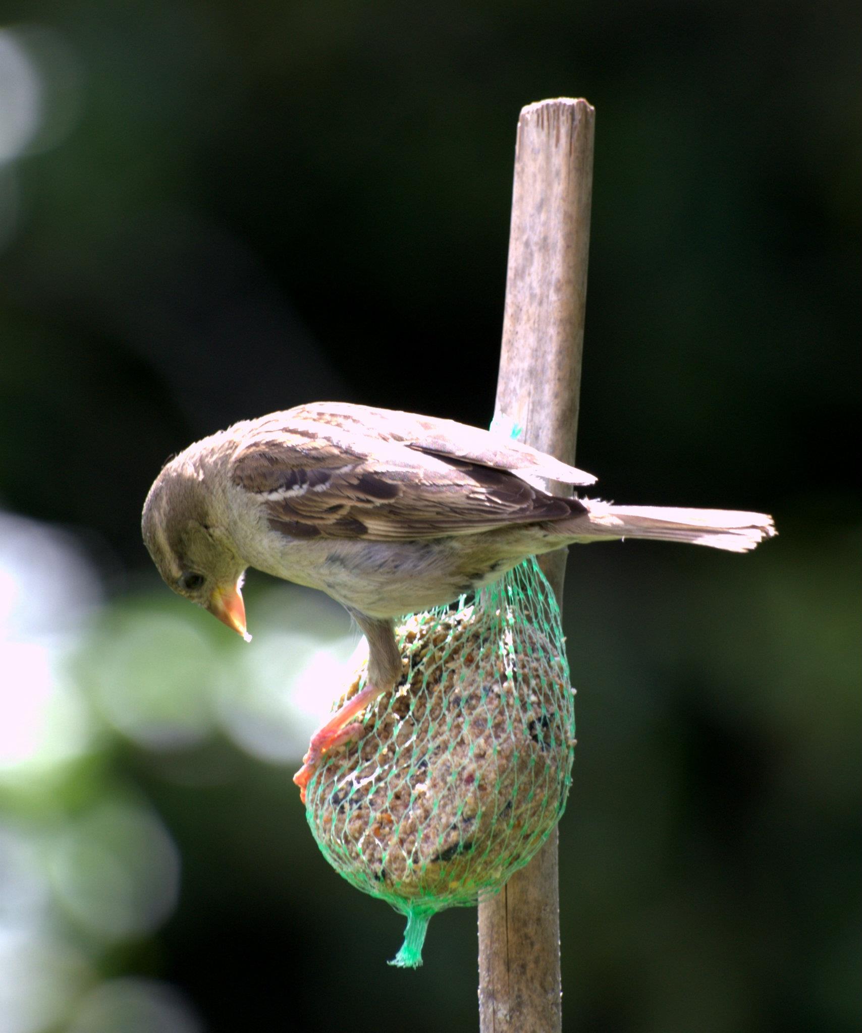 Wallpapers Animals Birds - Misc fleurs  instectes , oiseaux