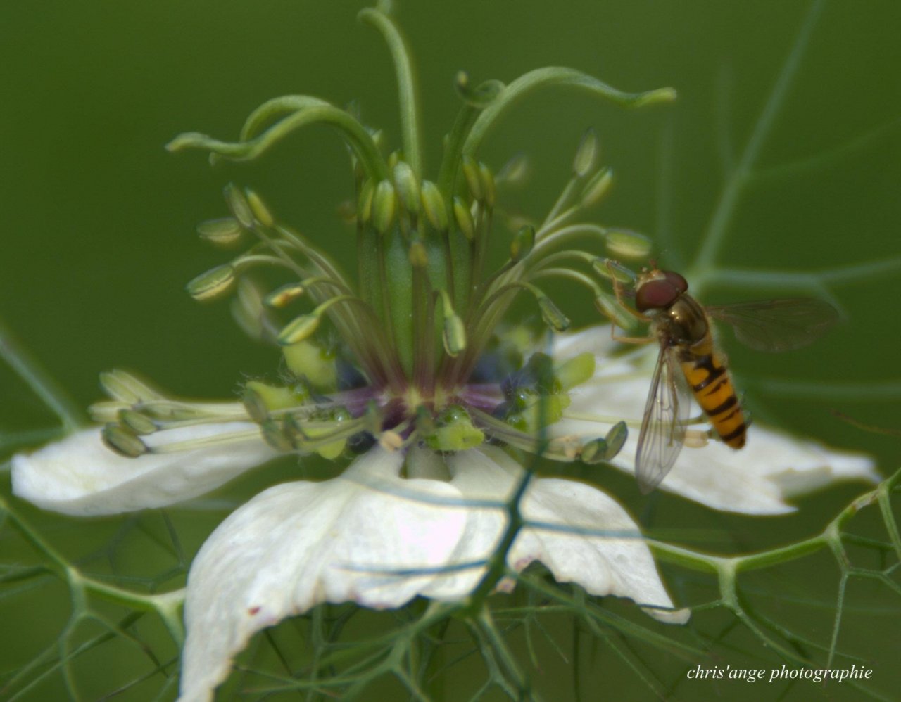 Wallpapers Animals Insectes - Hoverflies fleurs  instectes , oiseaux