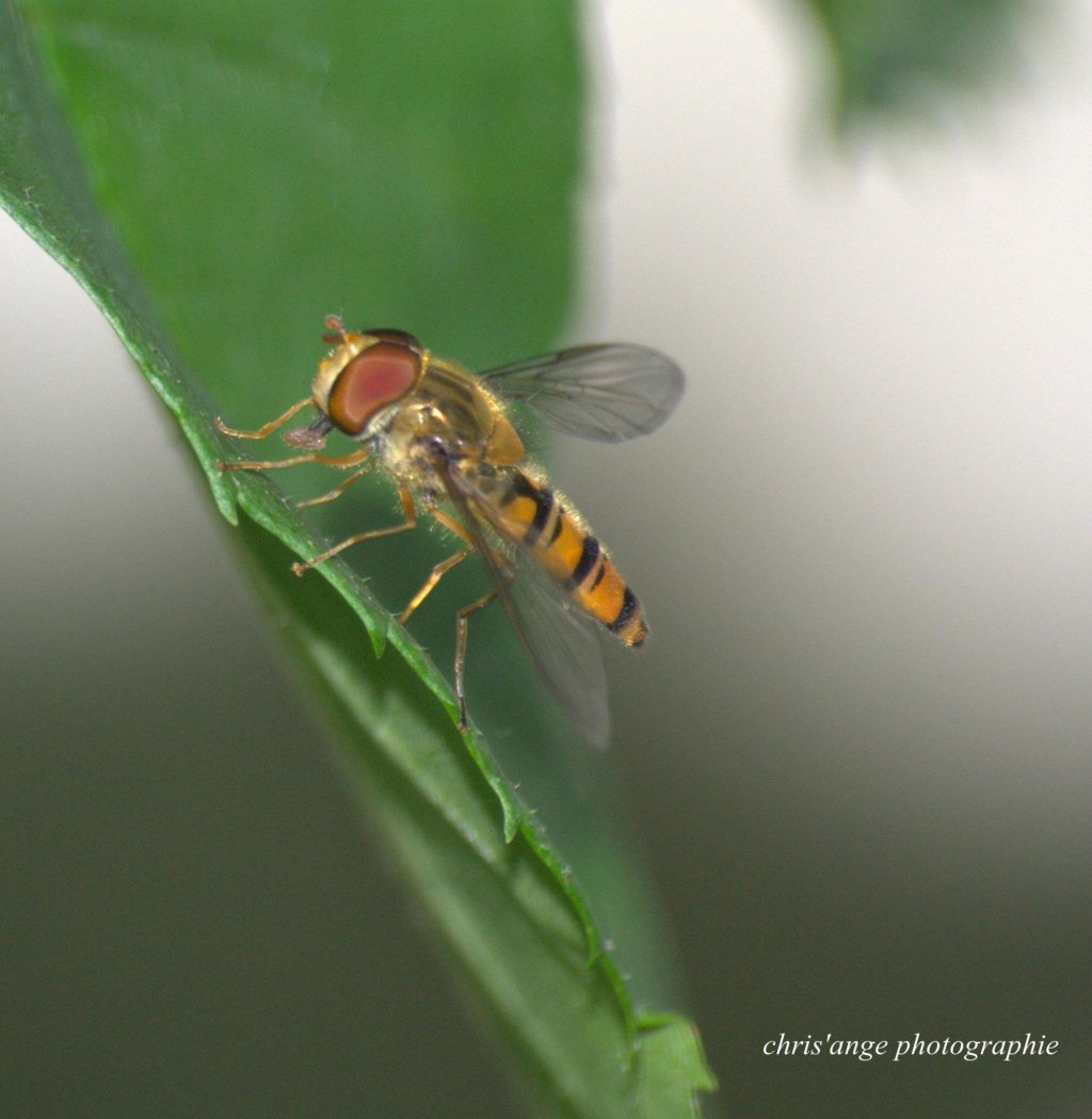 Wallpapers Animals Insectes - Hoverflies fleurs  instectes , oiseaux