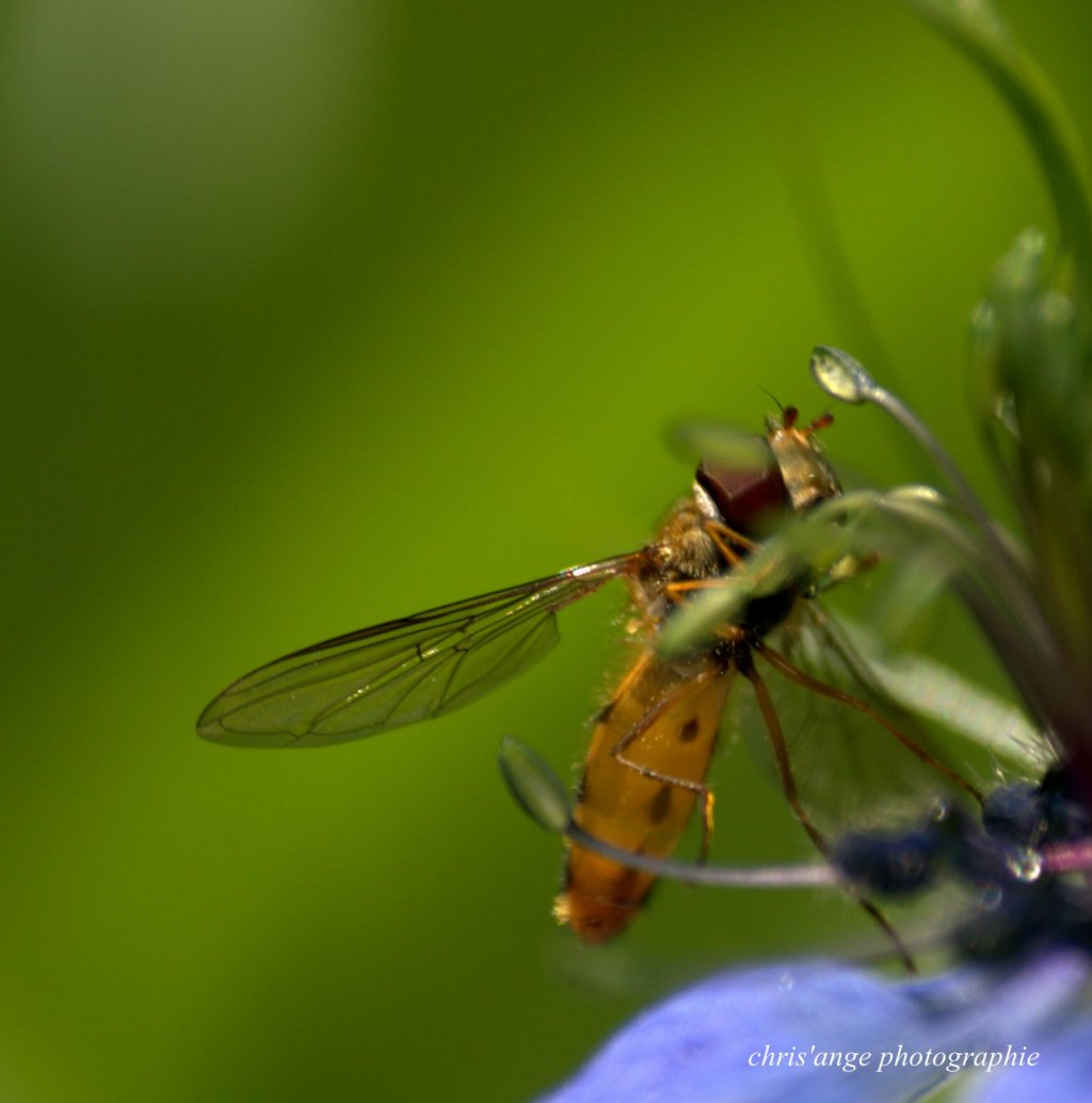 Fonds d'cran Animaux Insectes - Syrphes fleurs  instectes , oiseaux