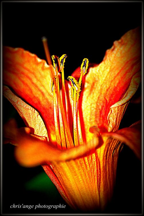 Fonds d'cran Nature Fleurs fleurs  instectes , oiseaux