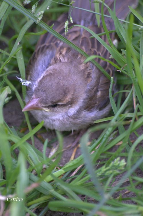 Fonds d'cran Animaux Oiseaux - Divers fleurs  instectes , oiseaux