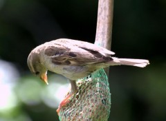  Animaux fleurs  instectes , oiseaux