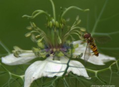  Animaux fleurs  instectes , oiseaux