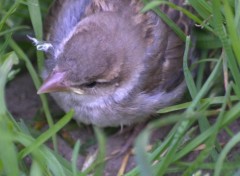  Animaux fleurs  instectes , oiseaux