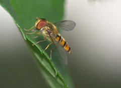  Animaux fleurs  instectes , oiseaux