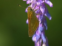  Animaux fleurs  instectes , oiseaux