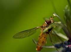  Animaux fleurs  instectes , oiseaux