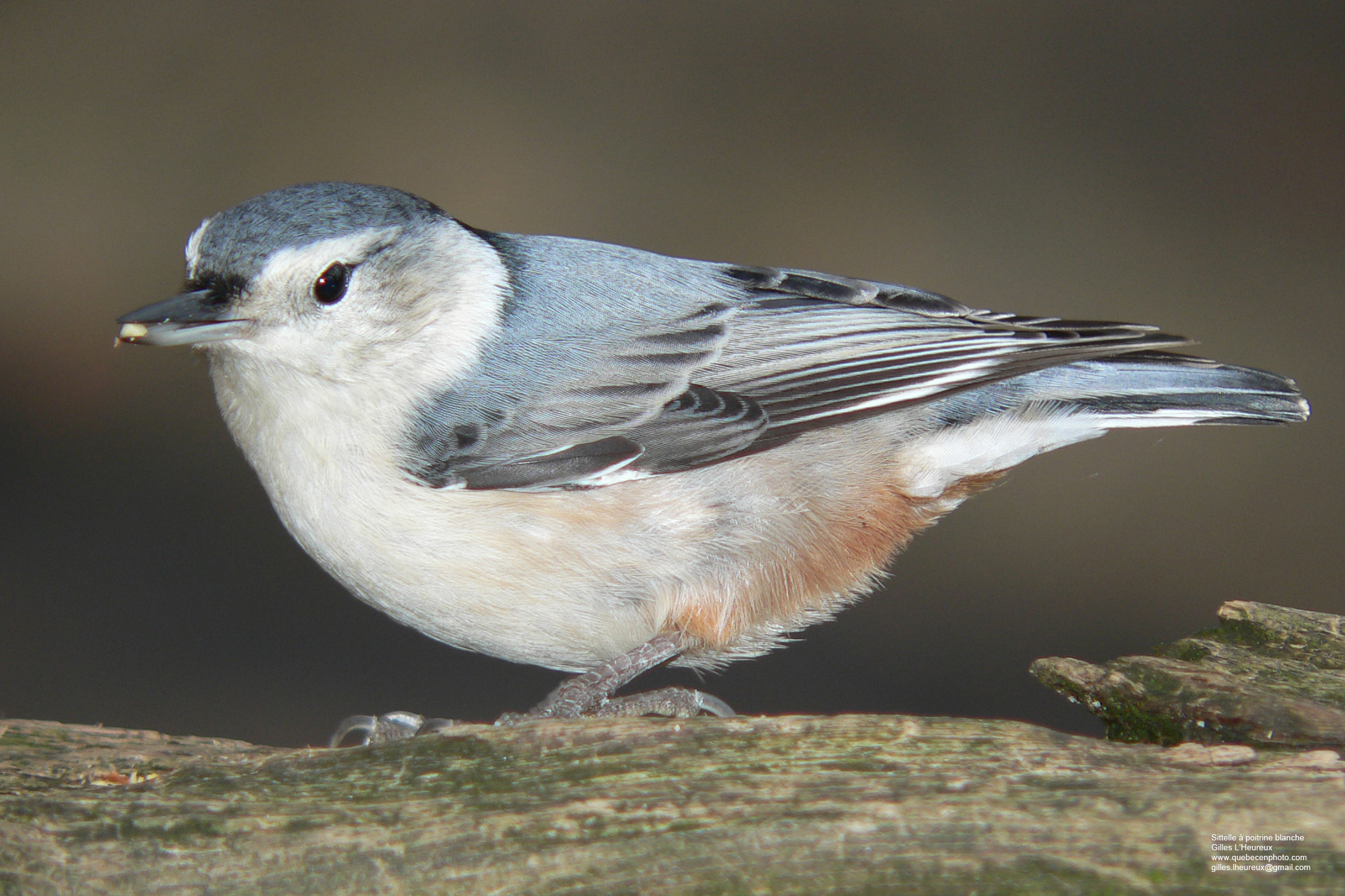 Fonds d'cran Animaux Oiseaux - Sittelles Sittelle  poitrine blanche