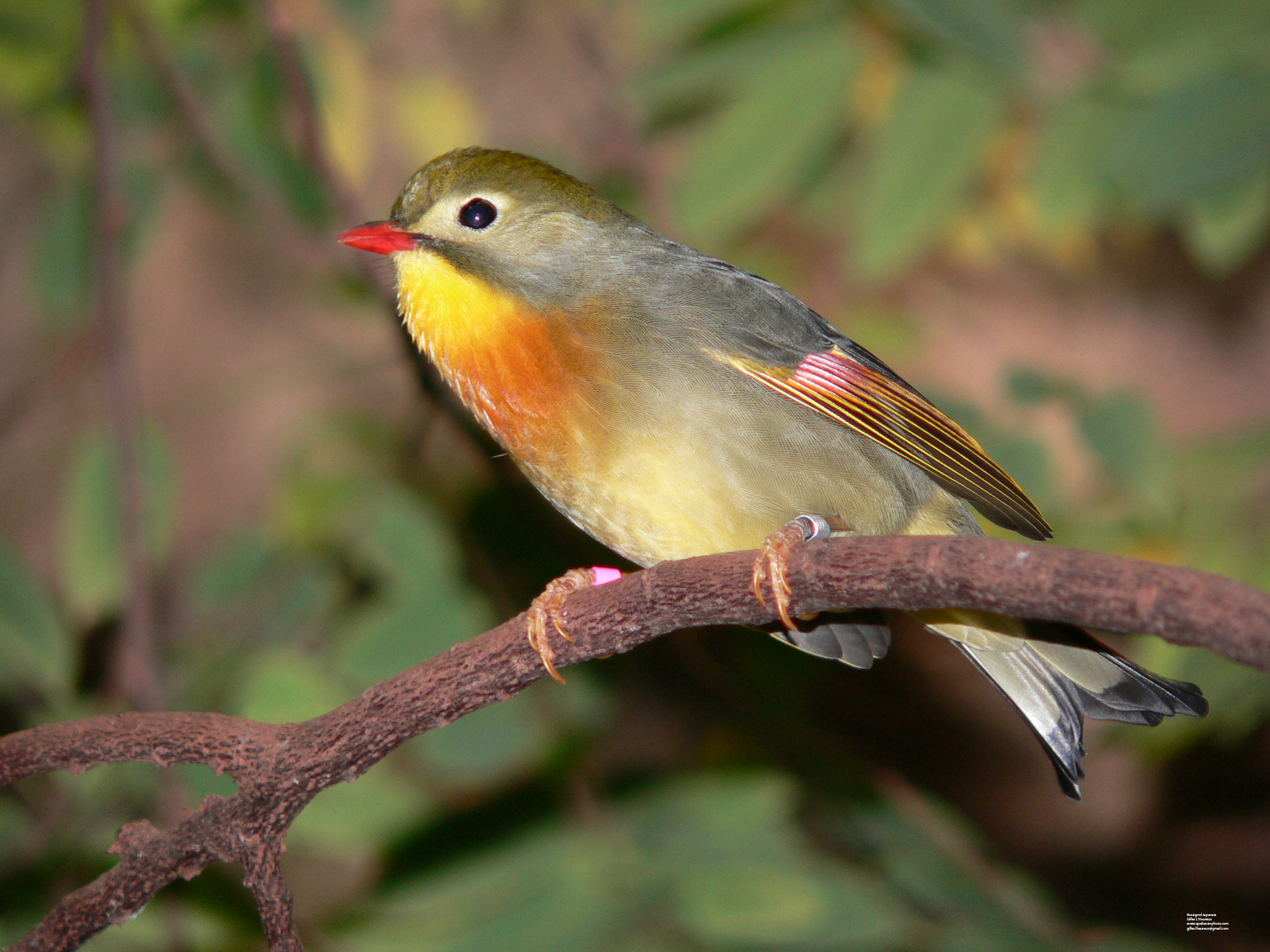 Fonds d'cran Animaux Oiseaux - Rossignols Rossignol Japonais