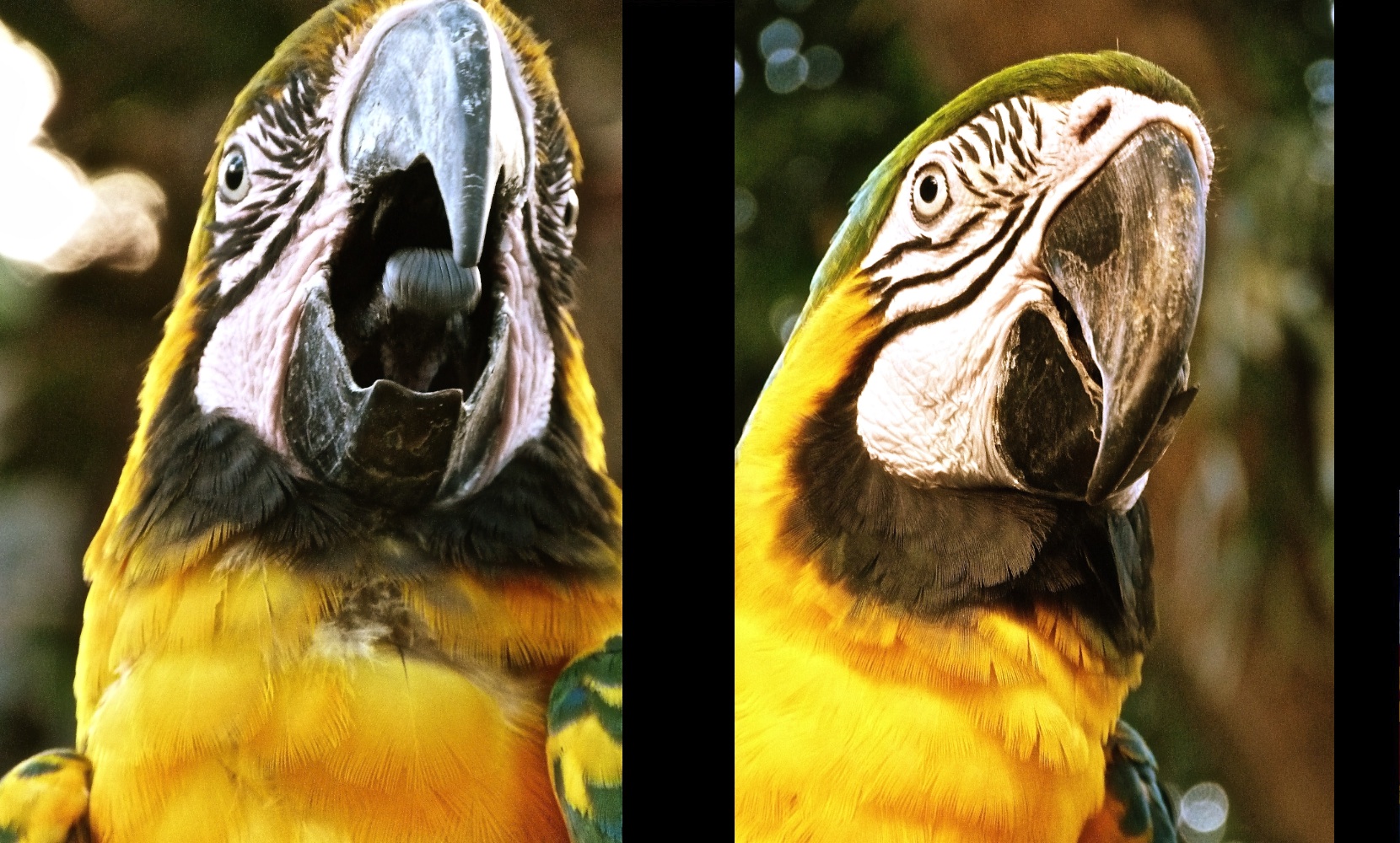 Wallpapers Animals Birds - Parrots Mix perroquet 