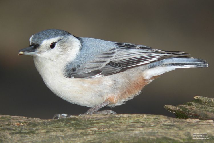 Fonds d'cran Animaux Oiseaux - Sittelles Sittelle  poitrine blanche