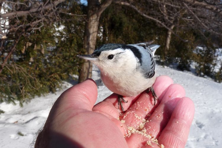 Fonds d'cran Animaux Oiseaux - Sittelles  Sittelle  poitrine blanche