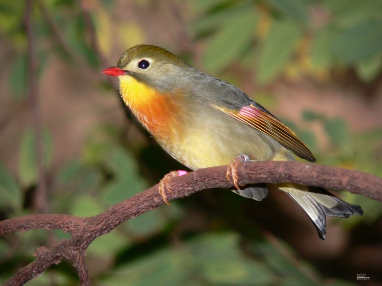 Fonds d'cran Animaux Oiseaux - Rossignols Rossignol Japonais