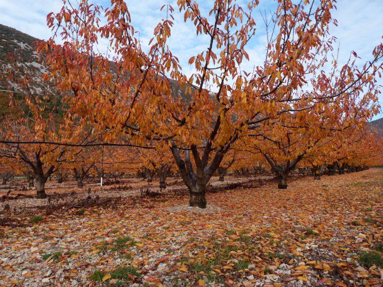 Fonds d'cran Nature Arbres - Forts Cerisiers d'Automne a Beaumont du Ventoux 