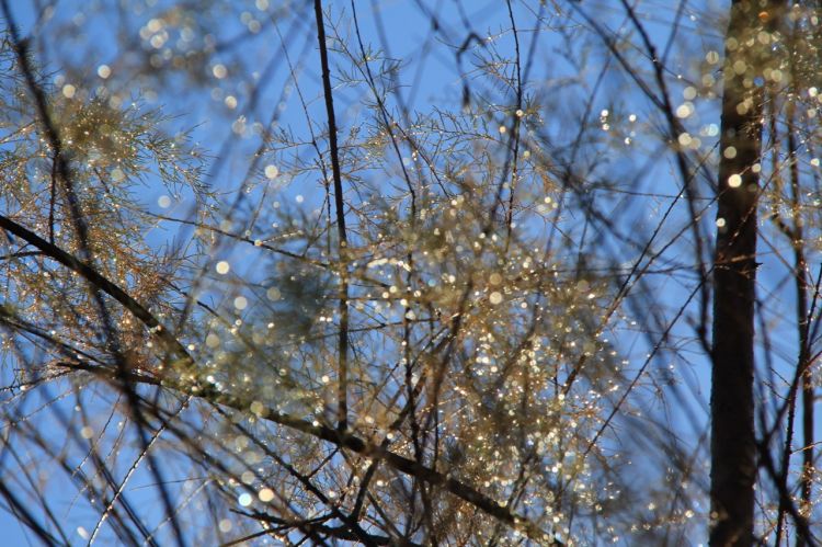 Fonds d'cran Nature Feuilles - Feuillages De simples goutees de pluie !