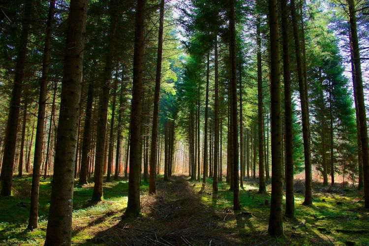 Fonds d'cran Nature Arbres - Forts Gants verts