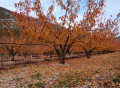  Nature Cerisiers d'Automne a Beaumont du Ventoux 