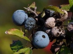  Nature Fruits du prunelier 