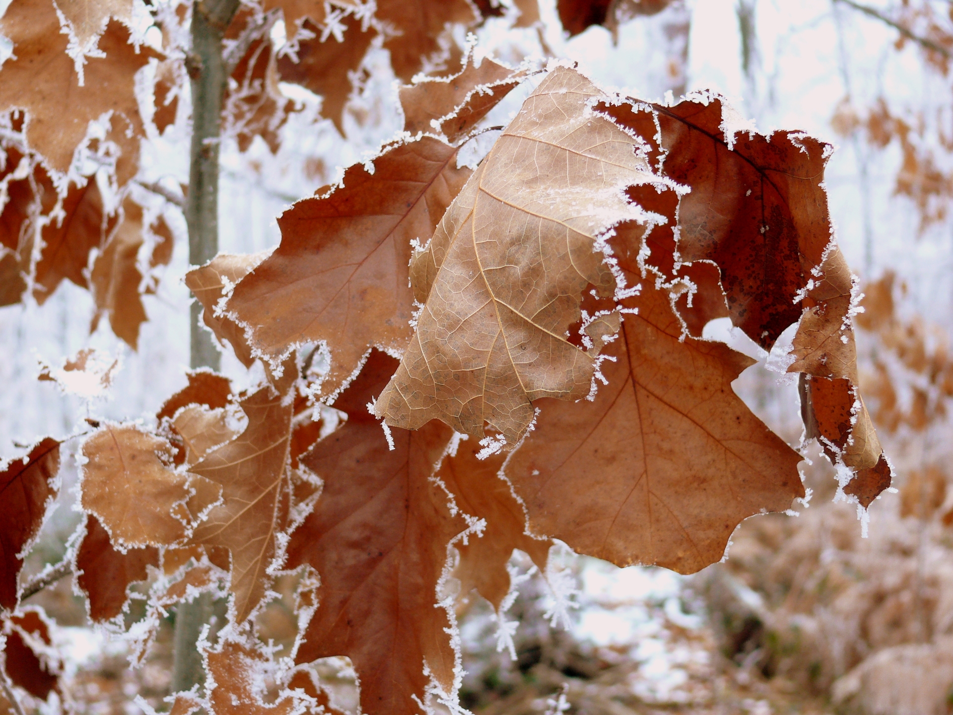 Wallpapers Nature Saisons - Winter 