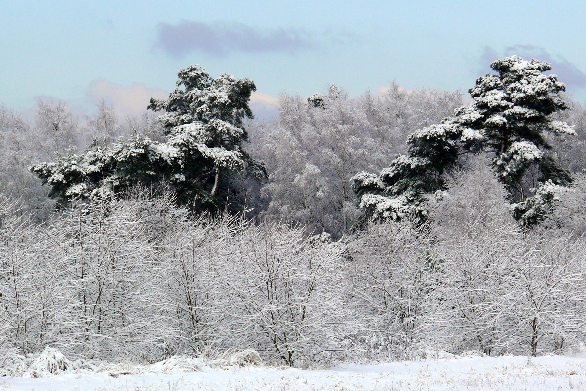 Fonds d'cran Nature Saisons - Hiver 