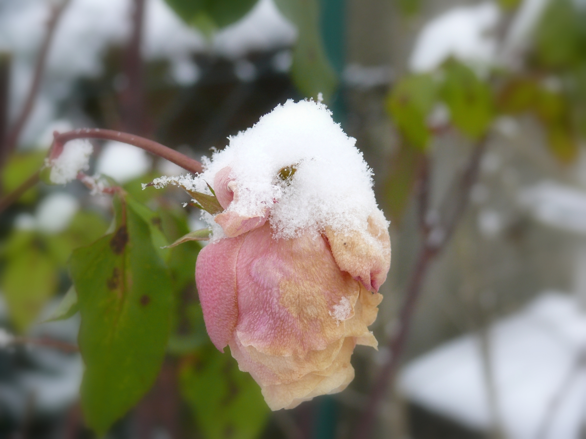 Wallpapers Nature Saisons - Winter 