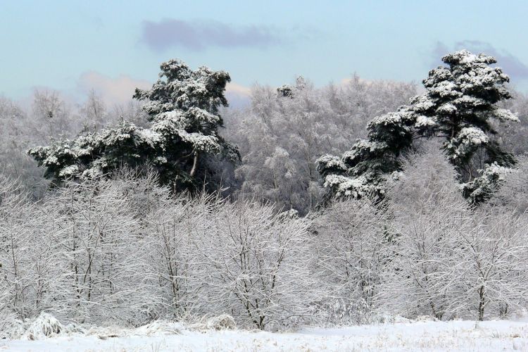 Fonds d'cran Nature Saisons - Hiver Wallpaper N323945