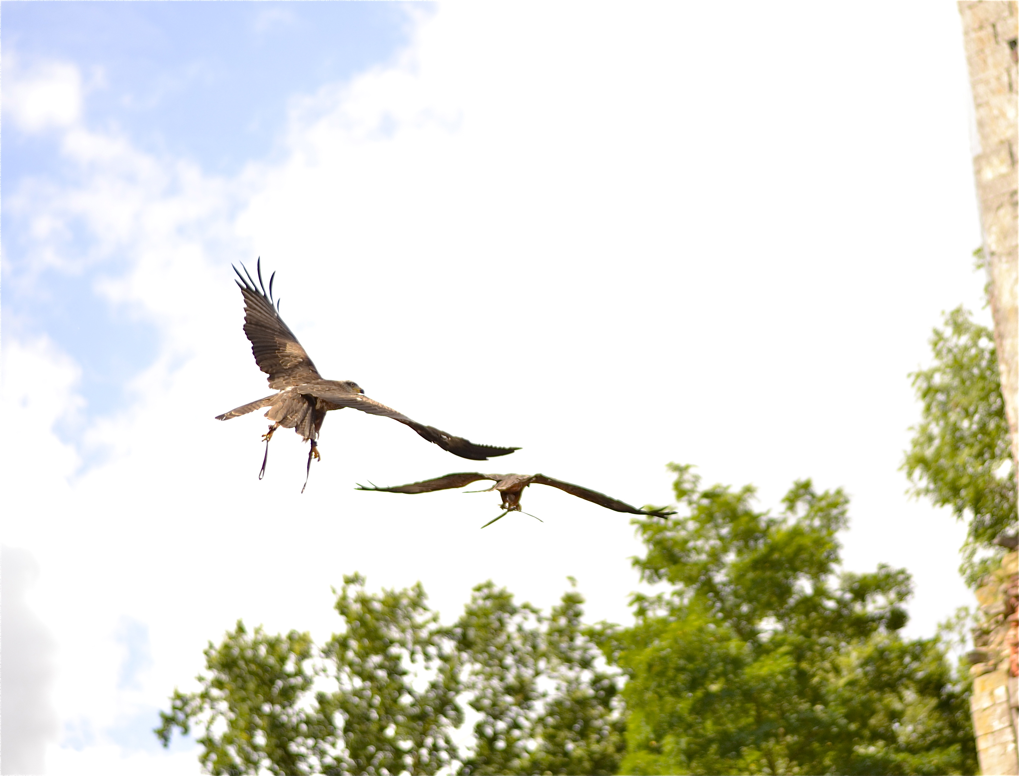 Wallpapers Animals Birds - Raptors Dogfight