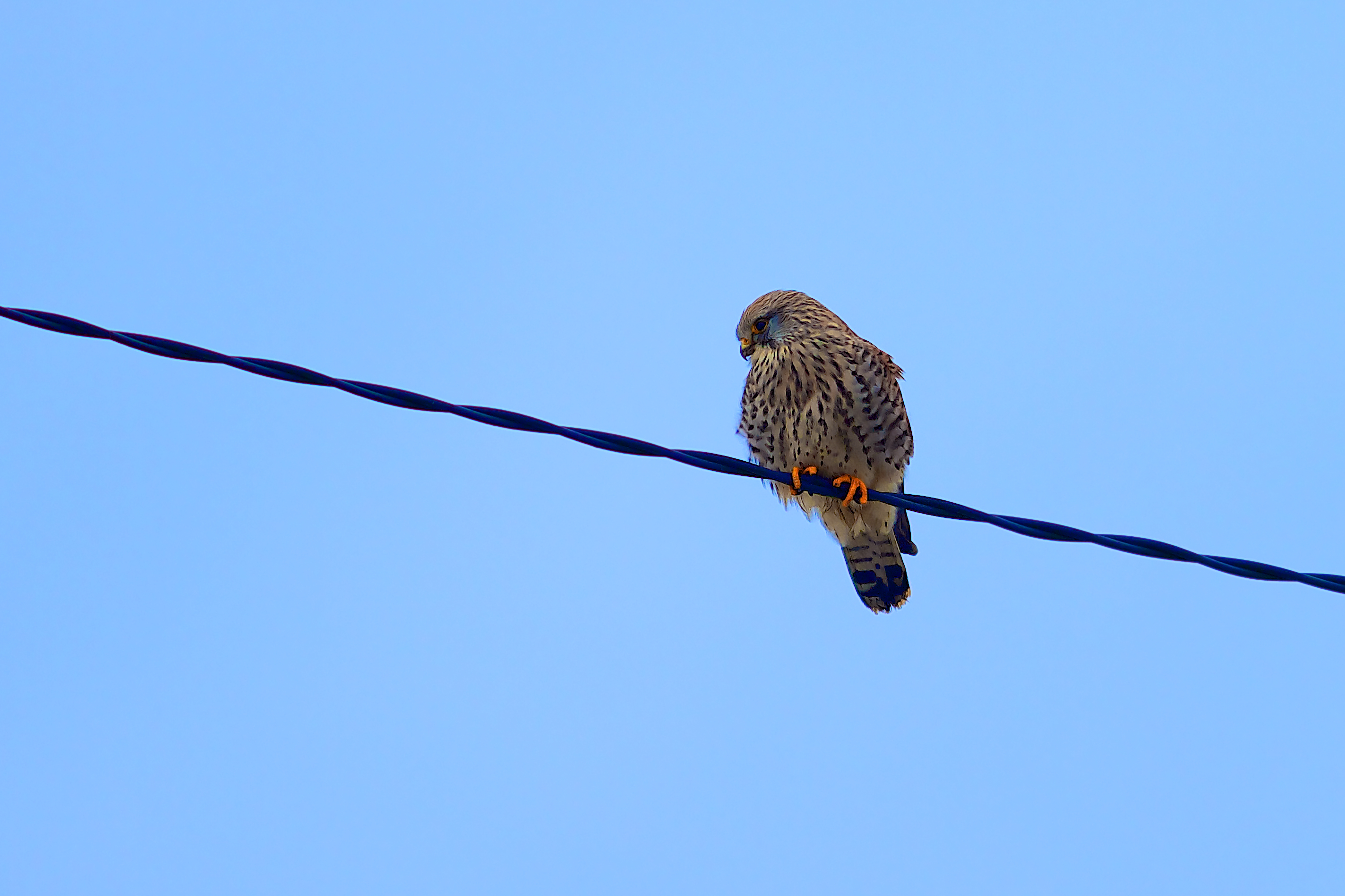 Fonds d'cran Animaux Oiseaux - Faucons Faucon crécerelle