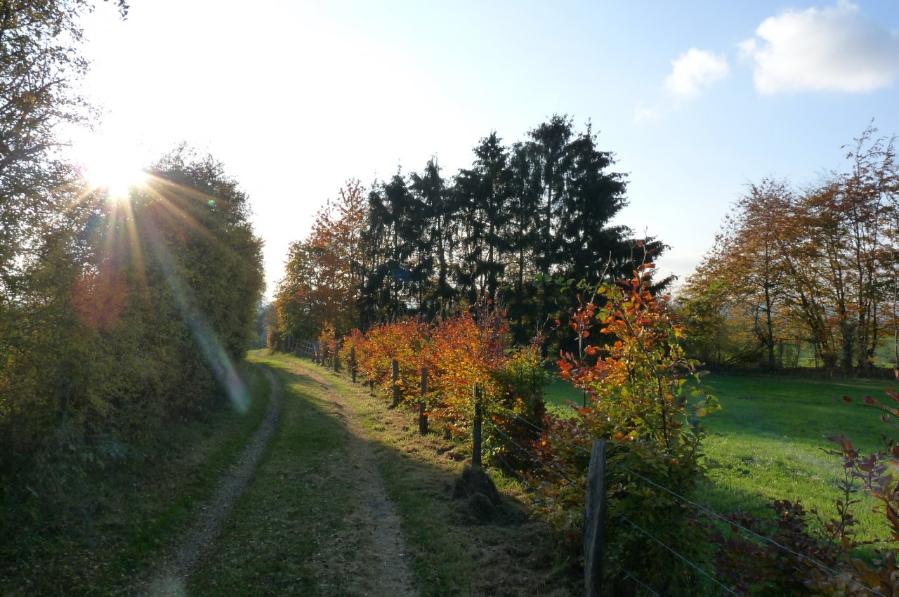 Fonds d'cran Nature Saisons - Automne Automne à Izier (Belgique)