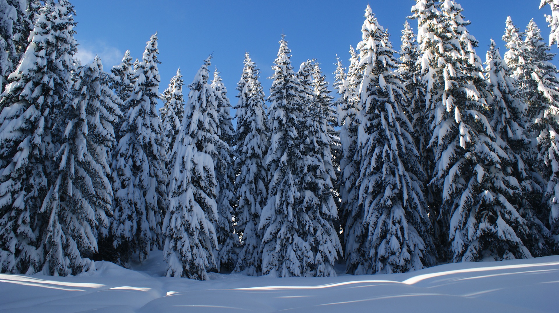 Fonds d'cran Nature Arbres - Forts 