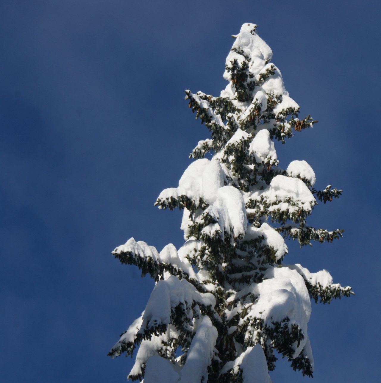 Fonds d'cran Nature Arbres - Forts 