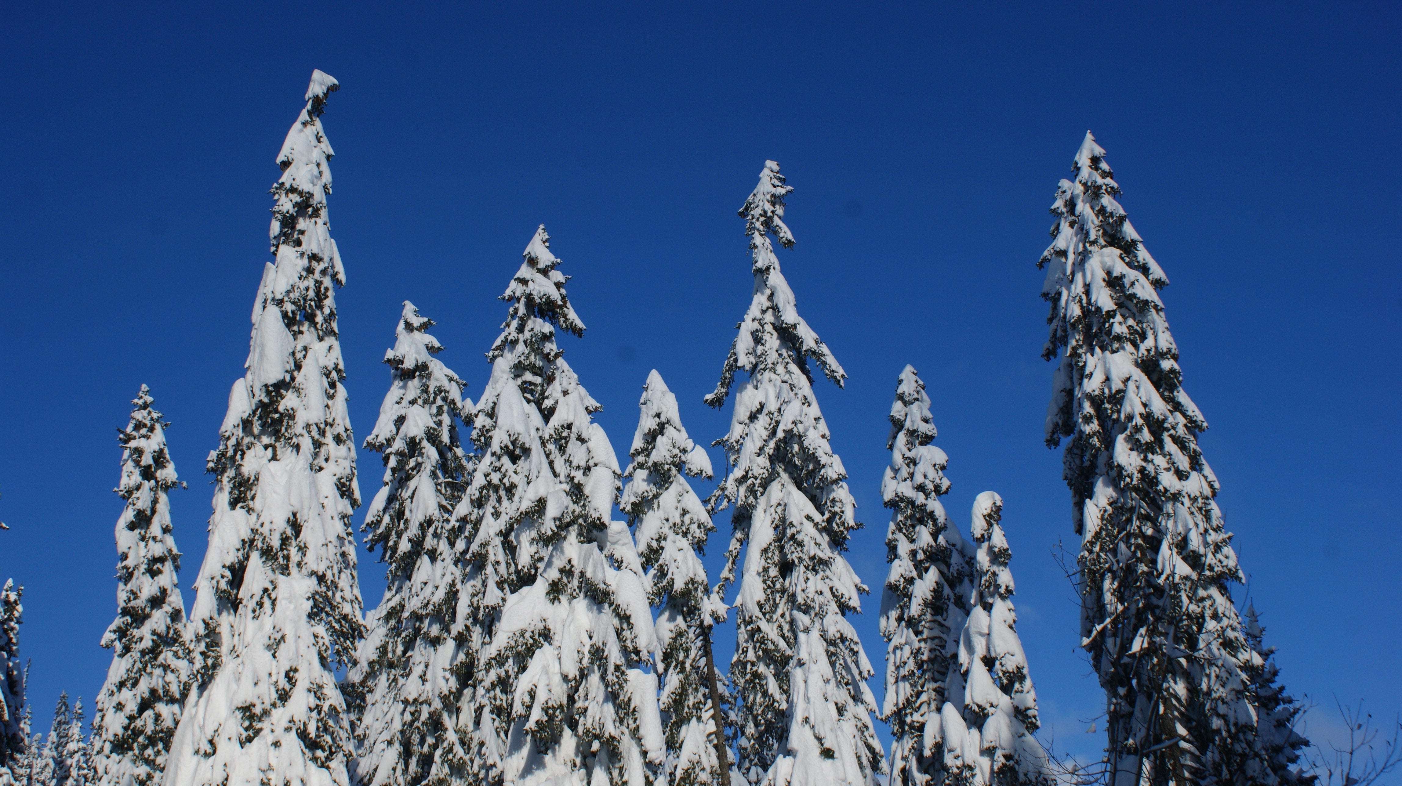 Fonds d'cran Nature Arbres - Forts 