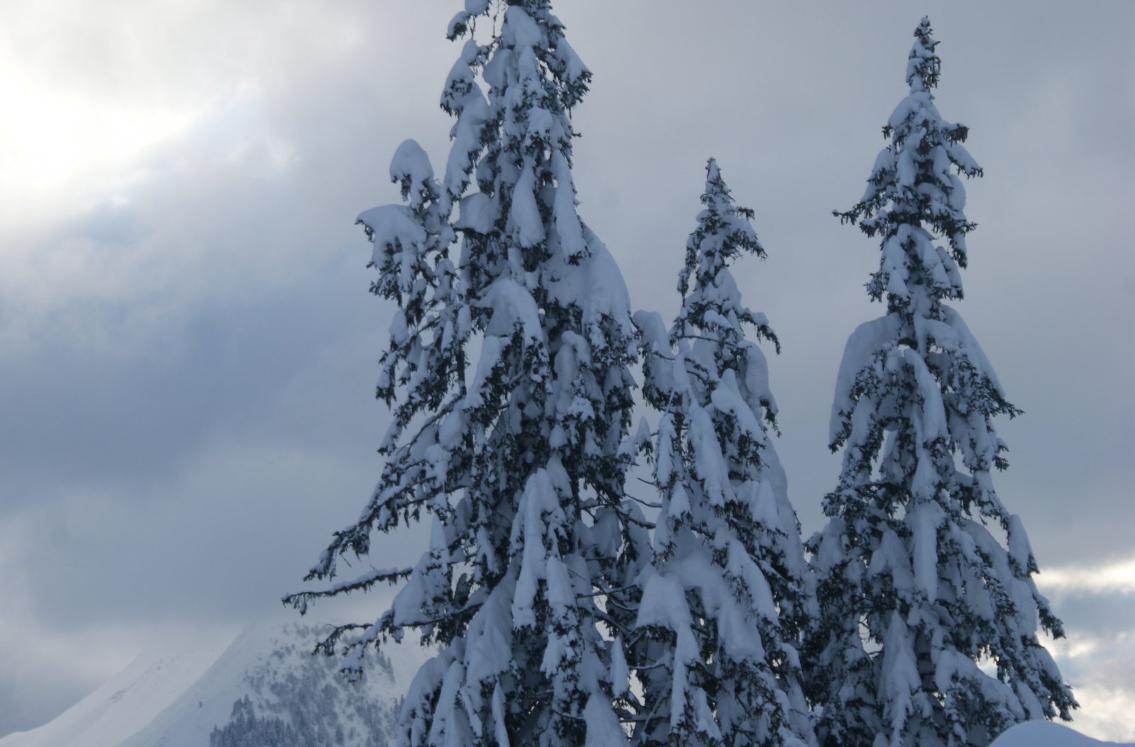 Fonds d'cran Nature Arbres - Forts 