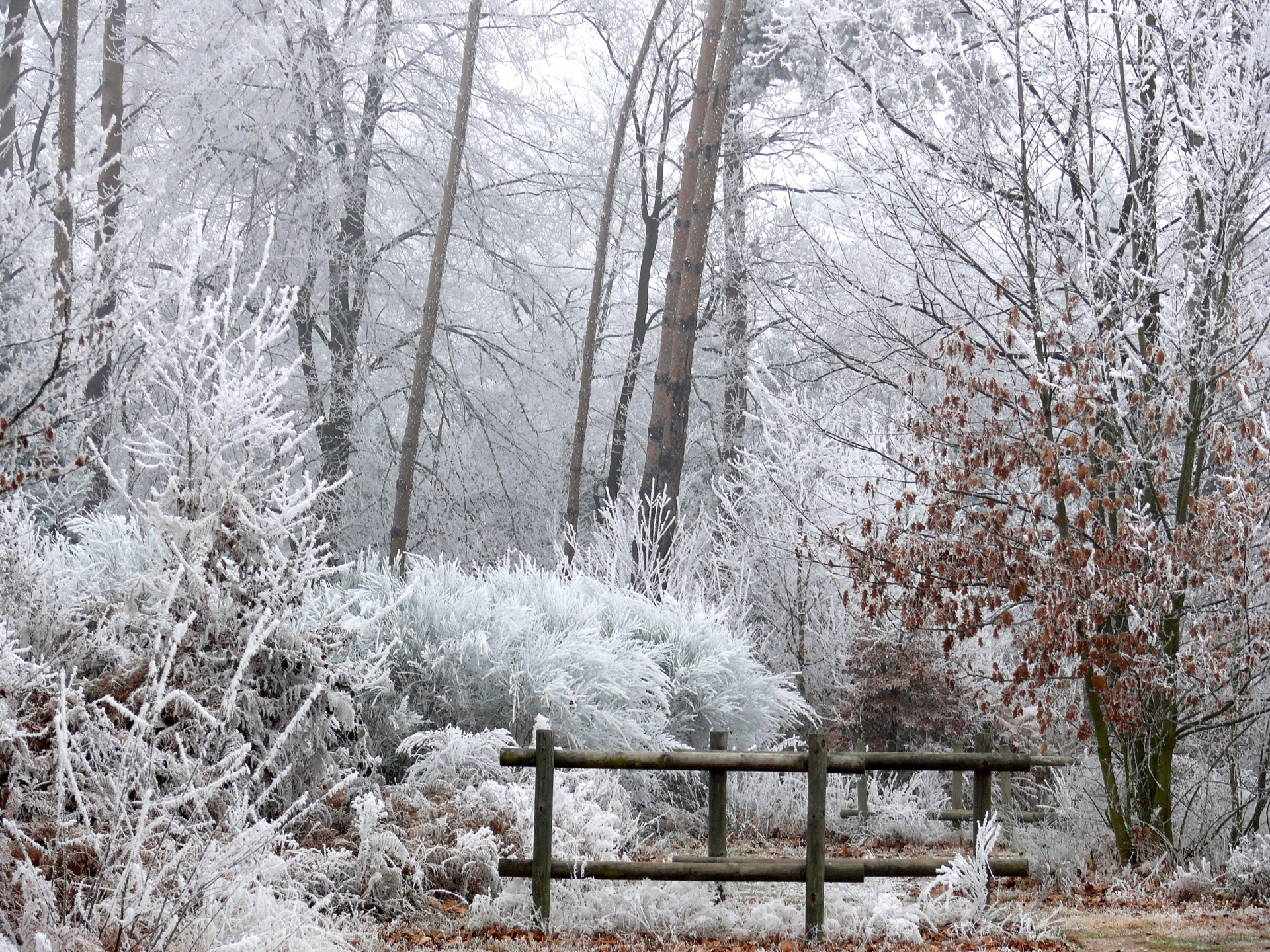 Fonds d'cran Nature Saisons - Hiver 