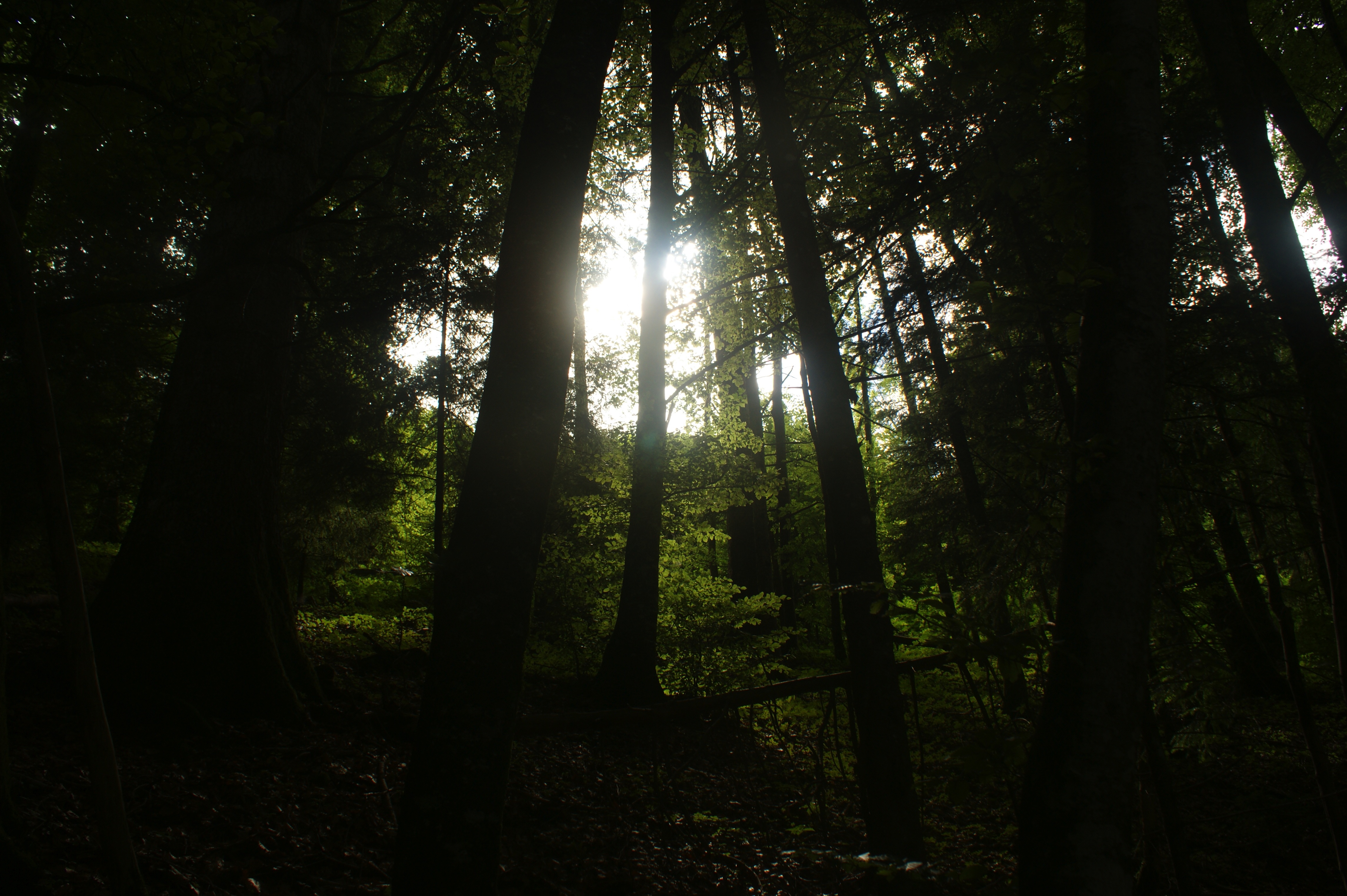 Fonds d'cran Nature Arbres - Forts 