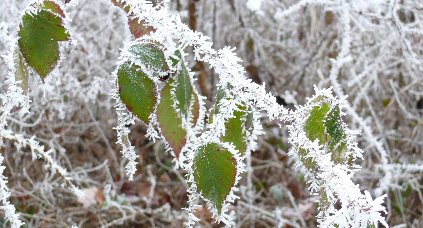 Wallpapers Nature Saisons - Winter 