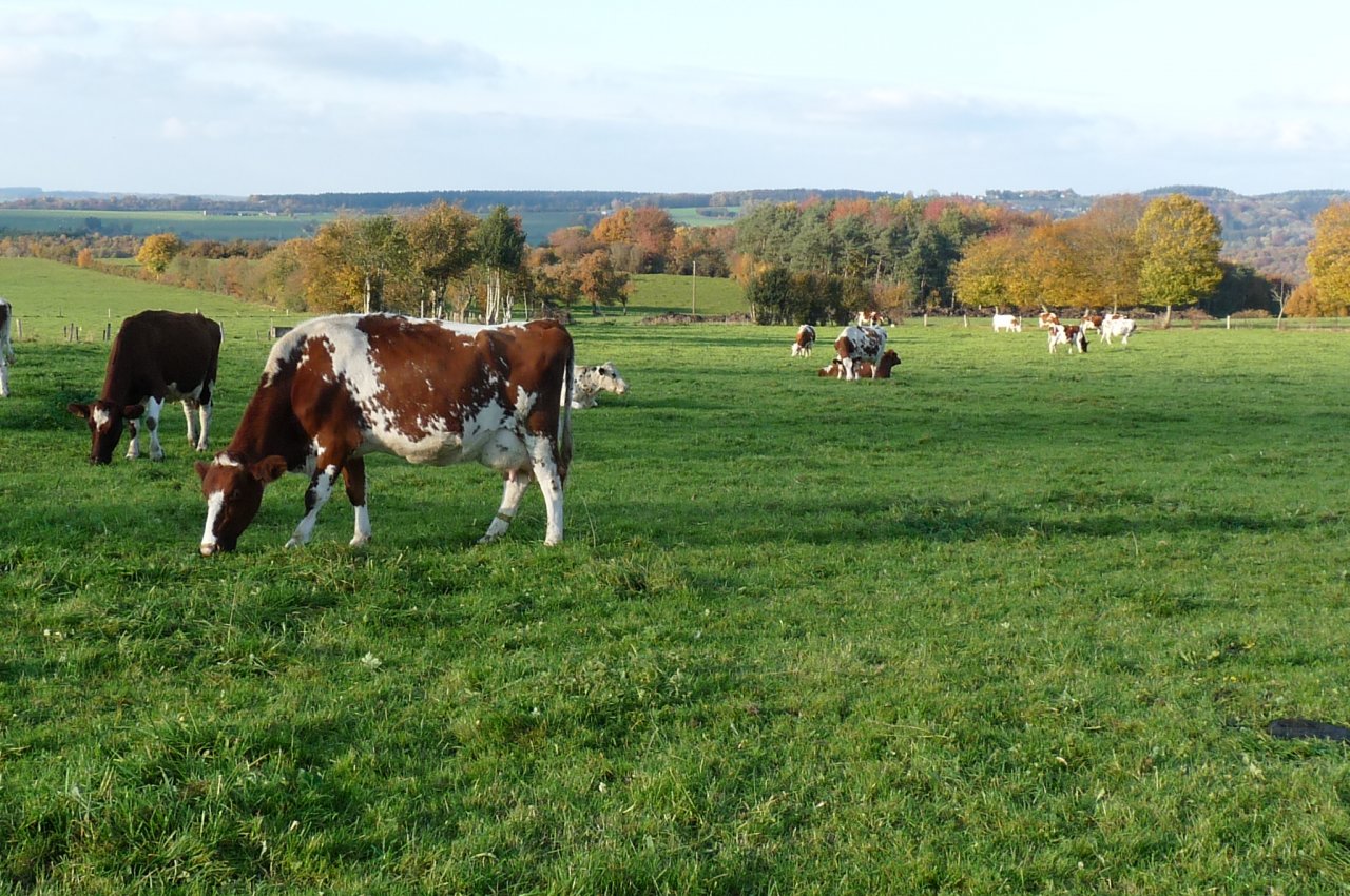 Fonds d'cran Animaux Vaches - Taureaux - Boeufs Campagne  Izier (Belgium)